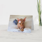 スフィンクス猫 ヘアレス 化学療法 ユーモア カード (裏面)