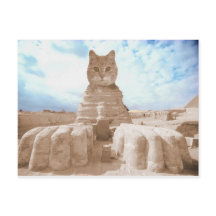 スフィンクス猫