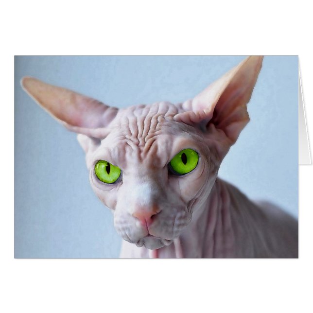 スフィンクス (正面横)