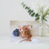 スフィンクス・キャット(ブルー・チンセル付) ポストカード (スタンド正面)