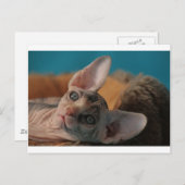 スフィンクス ポストカード (正面/裏面)