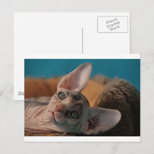 スフィンクス ポストカード (正面/裏面)