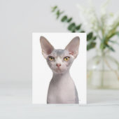 スフィンクス(7か月) ポストカード (スタンド正面)