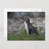 スフェニスカス・フンボルト ポストカード (正面/裏面)