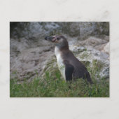 スフェニスカス・フンボルト ポストカード (正面)