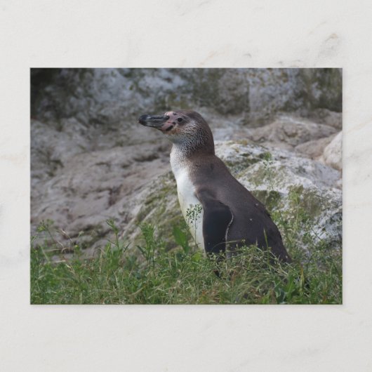 スフェニスカス・フンボルト ポストカード (正面)