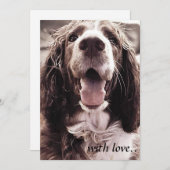 スプリンガースパニエルの挨拶状 サンキューカード (正面/裏面)