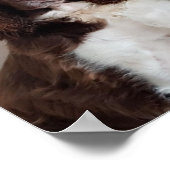 スプリンガースパニエル犬ポスター ポスター (角)