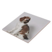 スプリンガースパニエル タイル (側面)