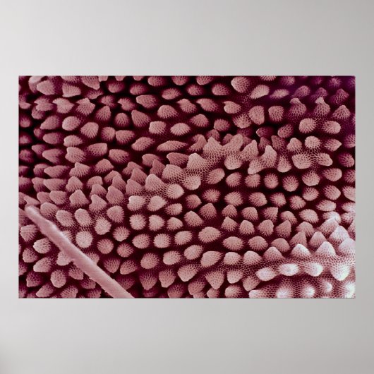 スプリングテール – 背面 ポスター (正面)