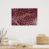 スプリングテール – 背面 ポスター (キッチン)