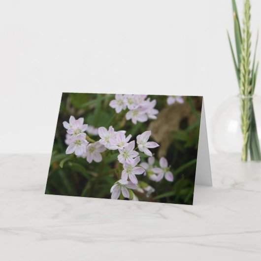 スプリングビューティー (Claytonia virginica) カード (正面)