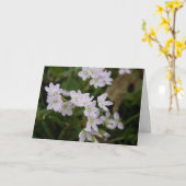 スプリングビューティー (Claytonia virginica) カード (黄色い花)