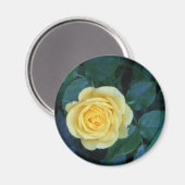 スプリングピック017 マグネット (正面/裏面)