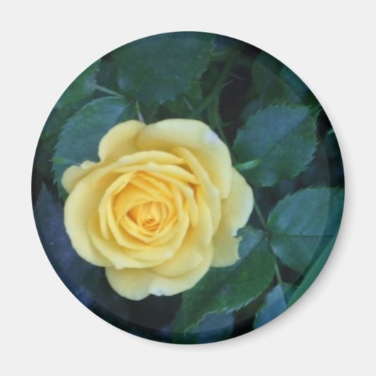 スプリングピック017 マグネット (正面)