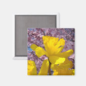 スプリングマグネット 黄色い水仙 ピンクの木の花 マグネット (正面/裏面)