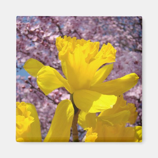 スプリングマグネット 黄色い水仙 ピンクの木の花 マグネット (正面)