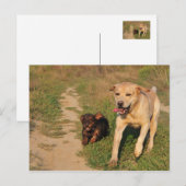 スプリントおもしろいラブラドールとダッフンド葉書 ポストカード (正面/裏面)