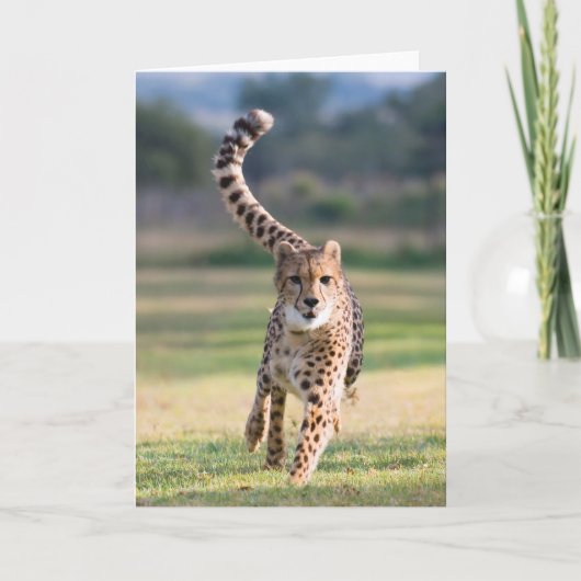 スプリント カード (正面)