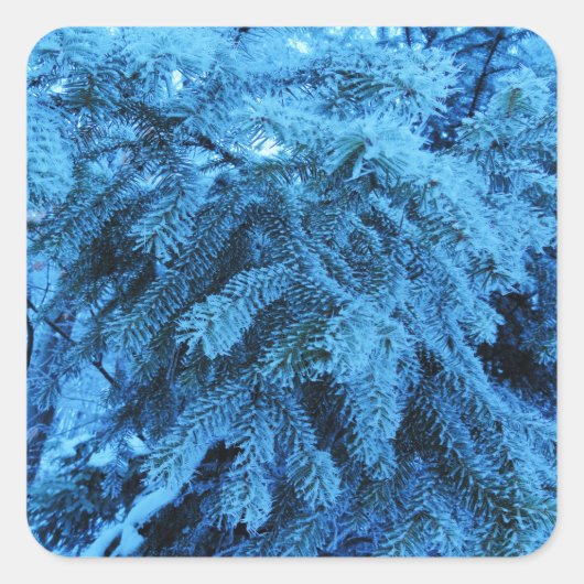 スプルースの枝は雪と霜の結晶で覆われている スクエアシール (正面)