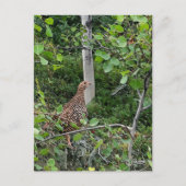 スプルース – はがき (正面)