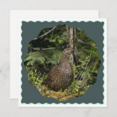 スプルース・グルーズ (正面/裏面)