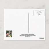 スプーンビル鳥 ポストカード (裏面)