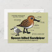 スプーン・バードサンドパイパー統計 ポストカード (正面/裏面)
