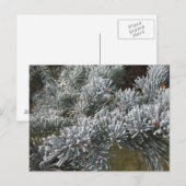 スプ霜の降りたルースポストカード ポストカード (正面/裏面)