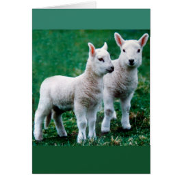 スベン及びオーレカード