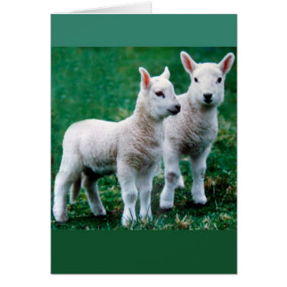 スベン及びオーレカード