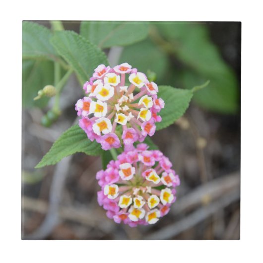 スペインのな旗のLantana Camara タイル (正面)