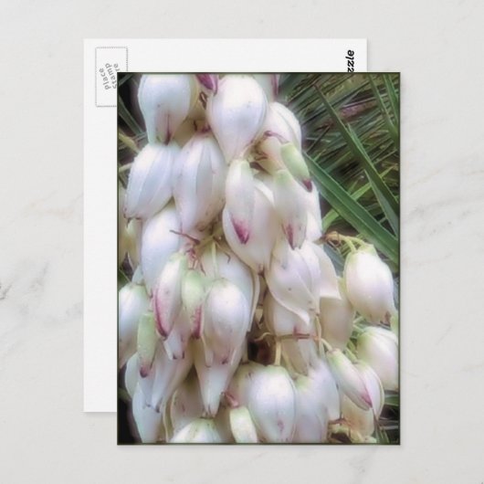 スペインのバヨネットのユッカの花 ポストカード (正面/裏面)