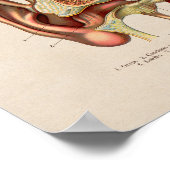 スペインのヴィンテージ解剖プリント耳 ポスター (角)