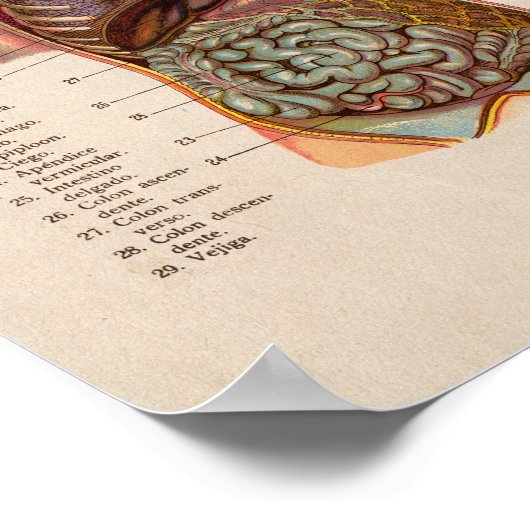 スペインのヴィンテージ解剖学プリント器官ハート ポスター (角)