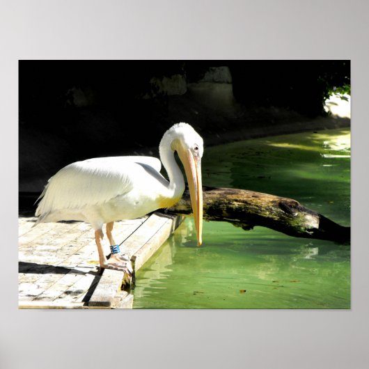 スペインの春のペリカン ポスター (正面)