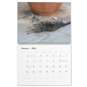 スペインの猫たち カレンダー (2月 2026)