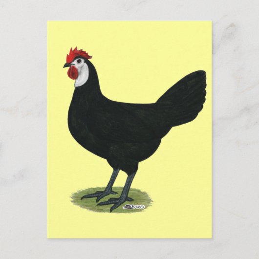 スペインの白い顔の雌鶏 ポストカード (正面)