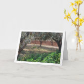 スペイン・バレンシアのオリーブ畑 カード (黄色い花)