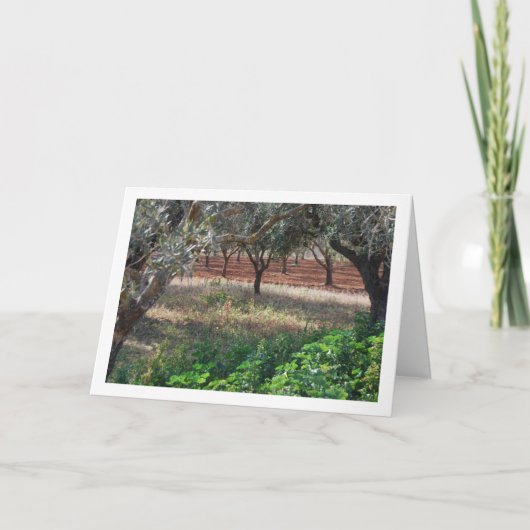 スペイン・バレンシアのオリーブ畑 カード (正面)
