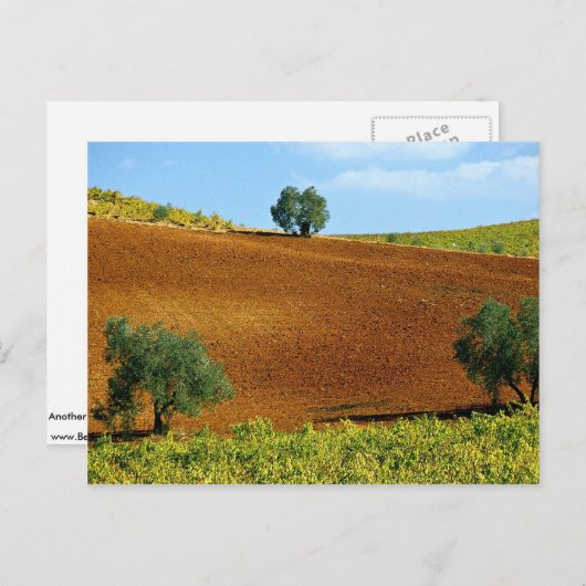 スペインCのアンダルシア州モンティリア近郊のブドウ畑 ポストカード (正面/裏面)