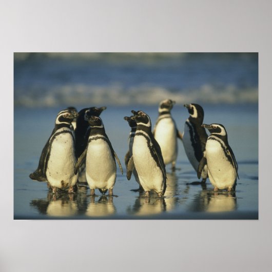 スペンスカス・マゼランのペンギン ポスター (正面)