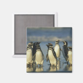 スペンスカス・マゼランのペンギン マグネット (正面/裏面)