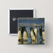 スペンスカス・マゼランのペンギン 缶バッジ (正面&裏面)