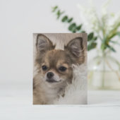 スポイルトリラックスチワワ ポストカード (スタンド正面)