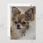 スポイルトリラックスチワワ ポストカード (正面/裏面)