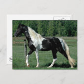 スポッテッドウォーカー ポストカード (正面/裏面)