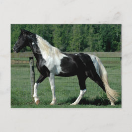 スポッテッドウォーカー ポストカード