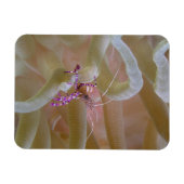 スポッテッドクリーナーエビ磁石 マグネット (横)