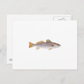 スポッテッドシートルート ポストカード (正面/裏面)